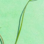 Stuckenia filiformis