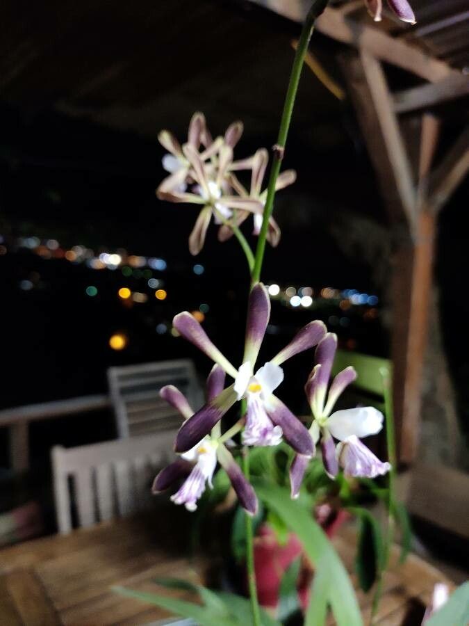 Encyclia guatemalensis — houseplant care guide