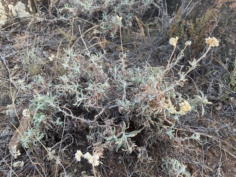 Helichrysum globosum bark