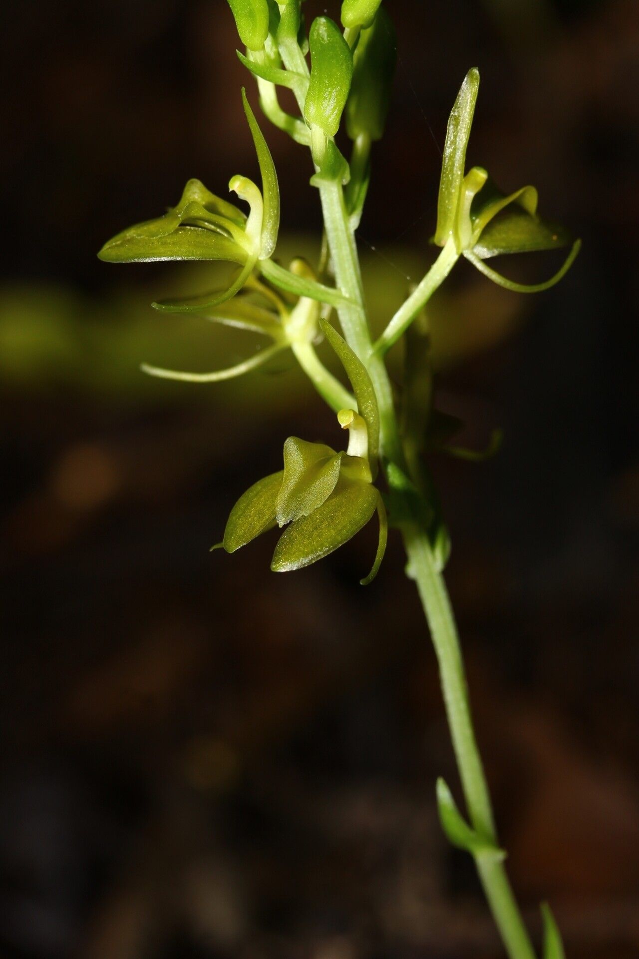 Liparis imerinensis — houseplant care guide