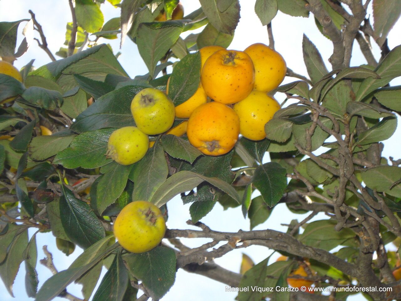 Crataegus mexicana fruit