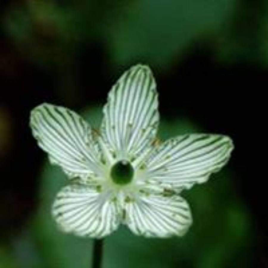 Parnassia grandifolia flower