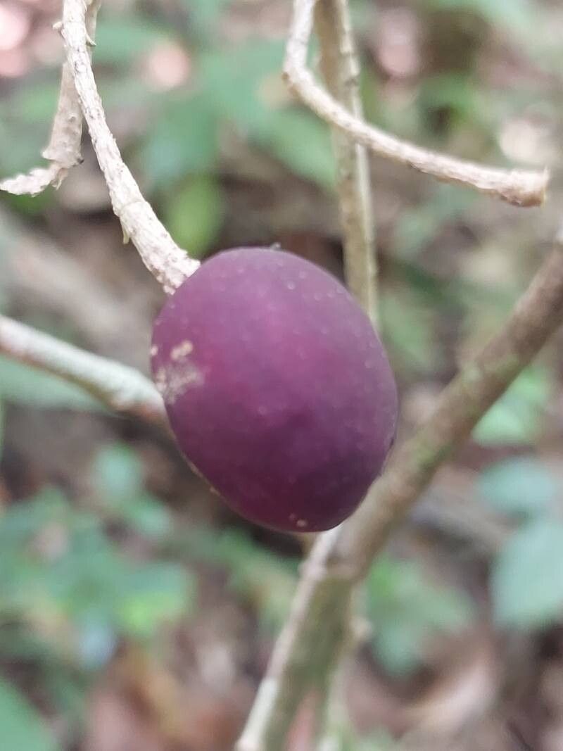 Noronhia ambrensis fruit