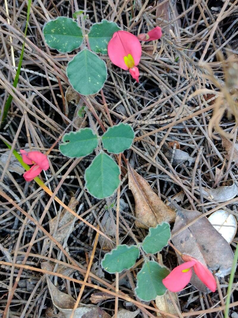 Kennedia prostrata habit
