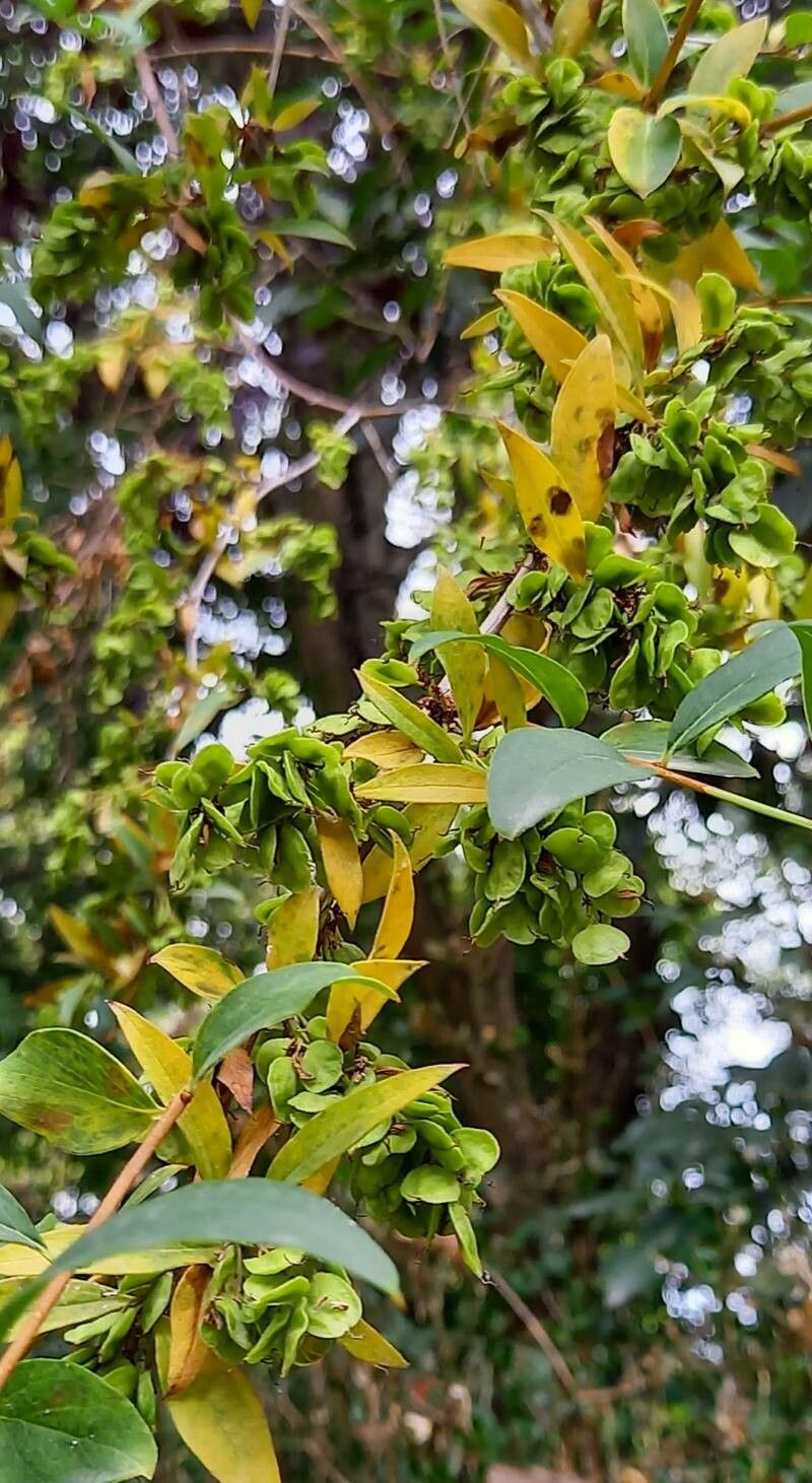 Fontanesia philliraeoides fruit