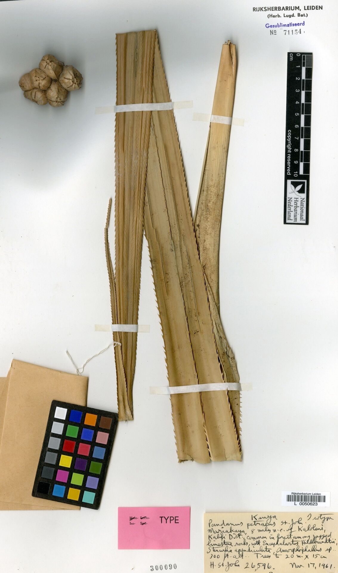 Pandanus petrosus — houseplant care guide