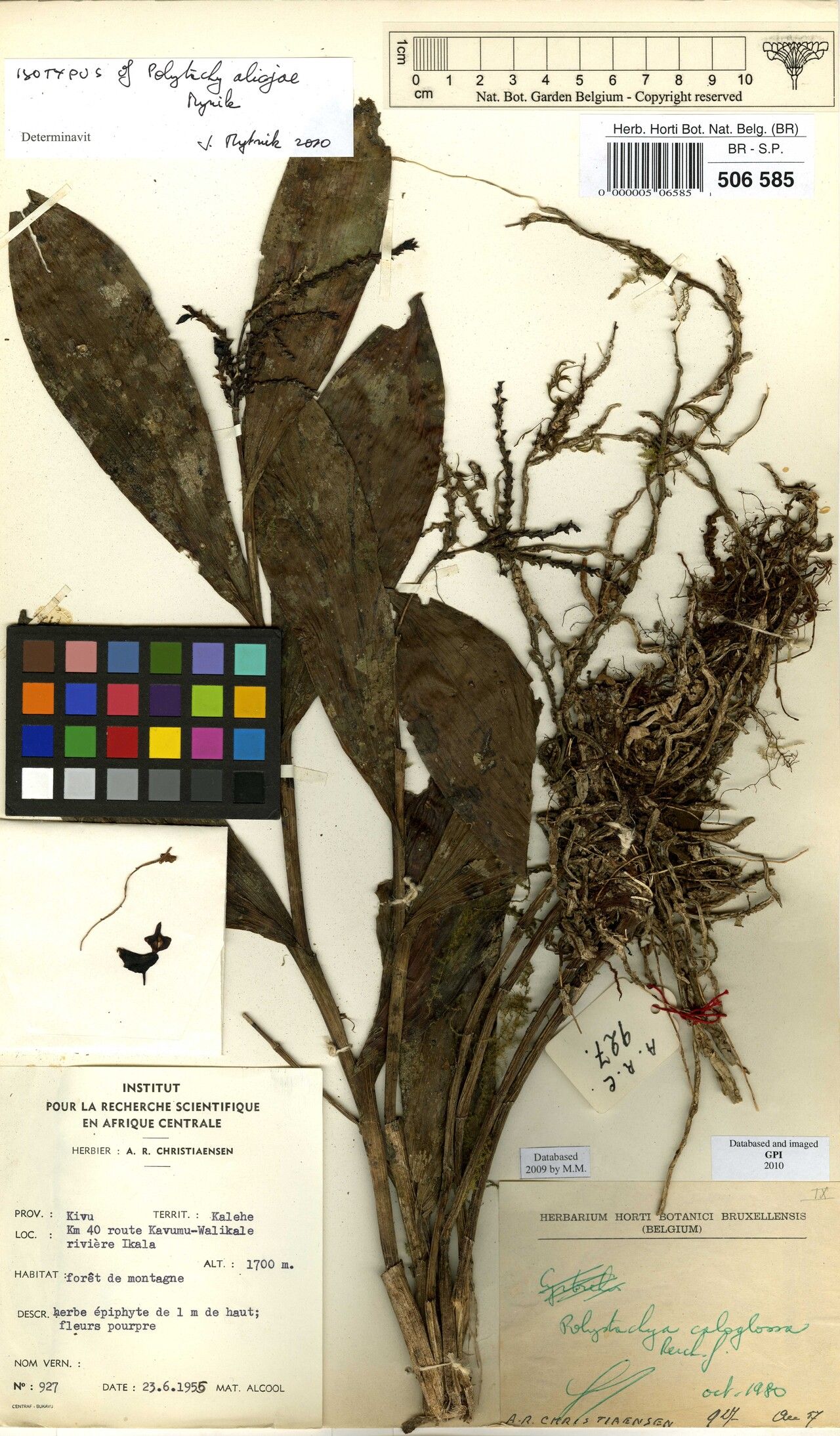 Polystachya alicjae — related species from the same genus