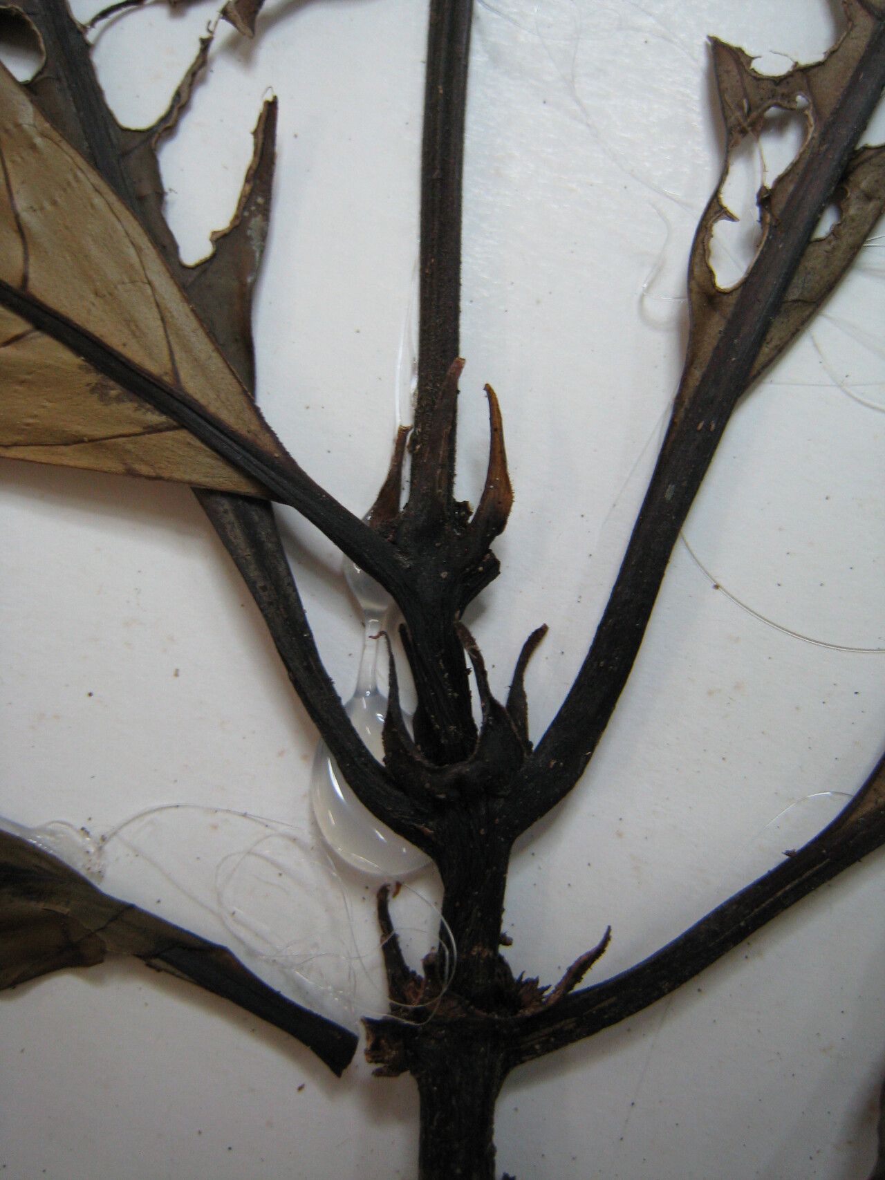 Palicourea calophylla — houseplant care guide