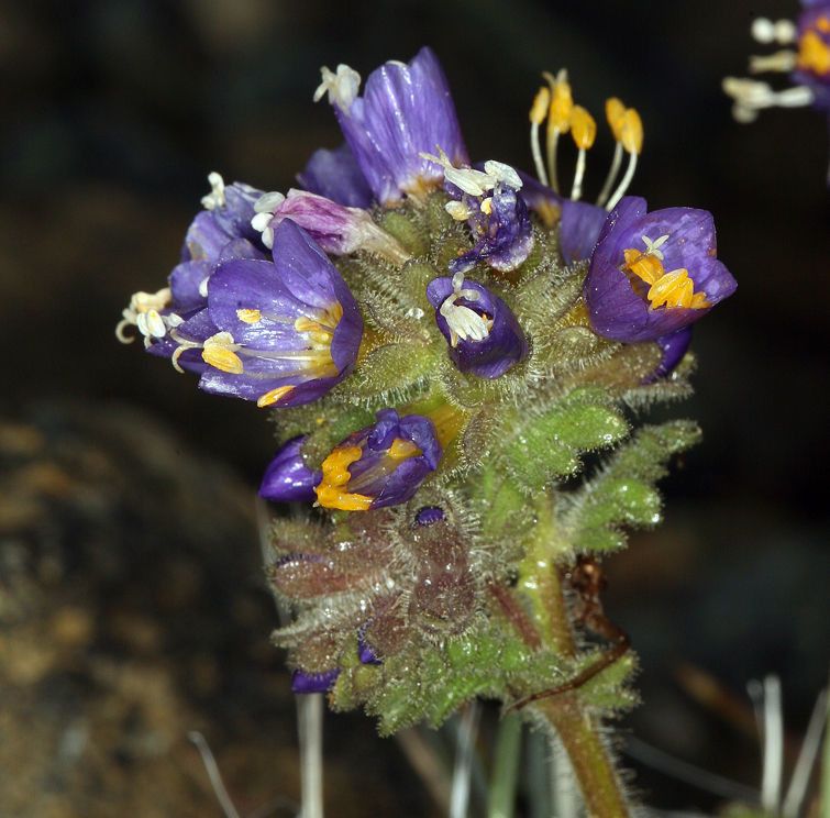 Polemonium chartaceum flower