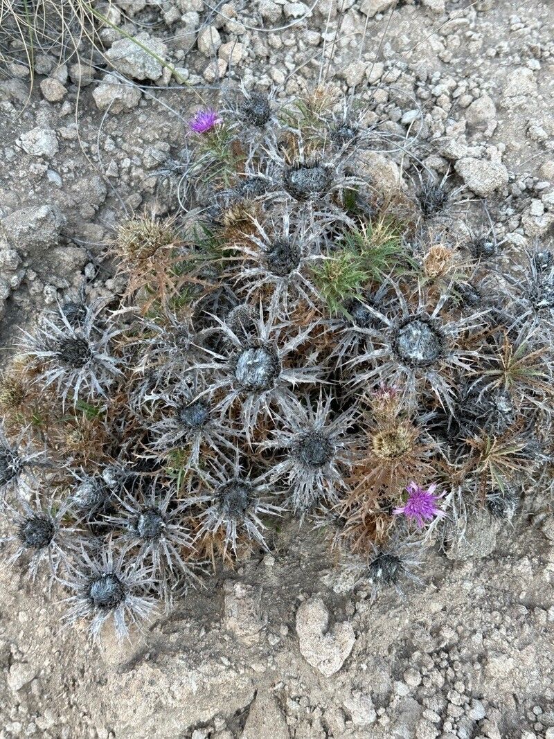 Atractylis tutinii habit