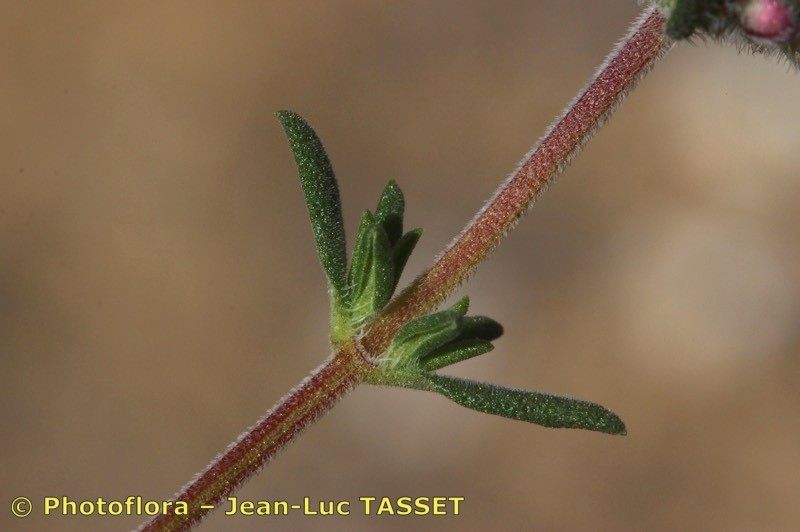 Thymus baeticus leaf