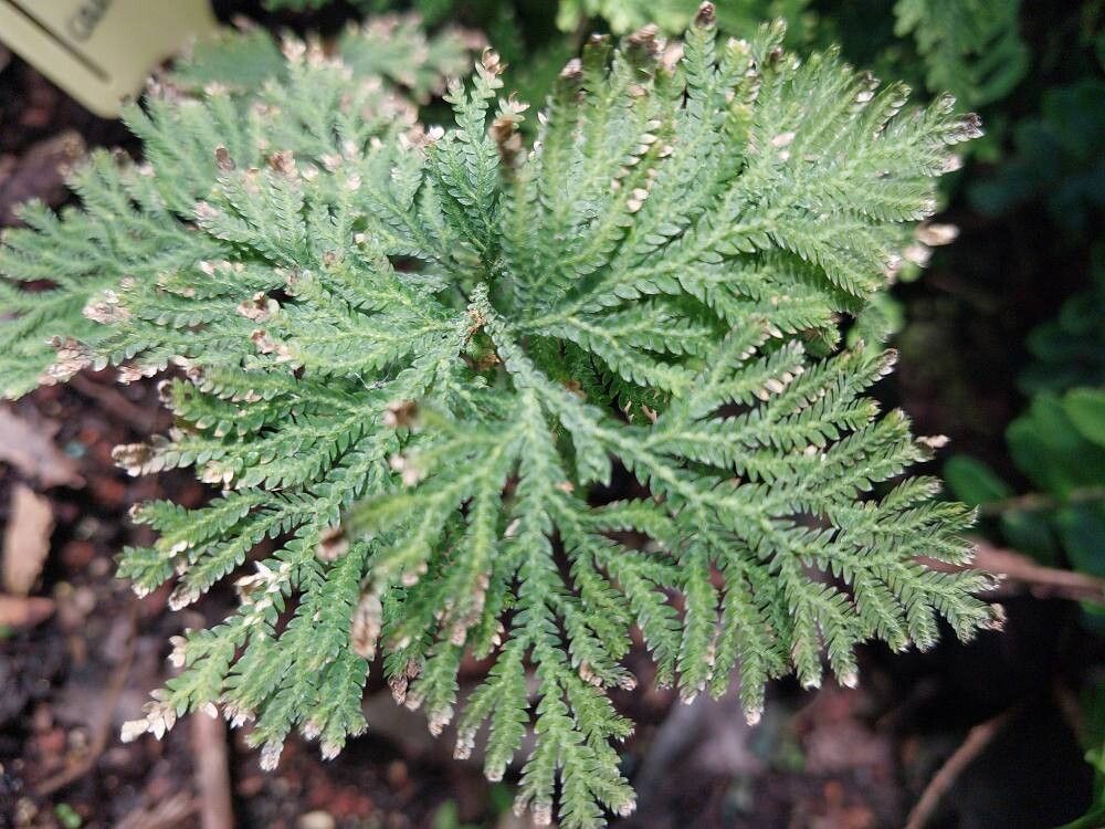 Selaginella involvens leaf
