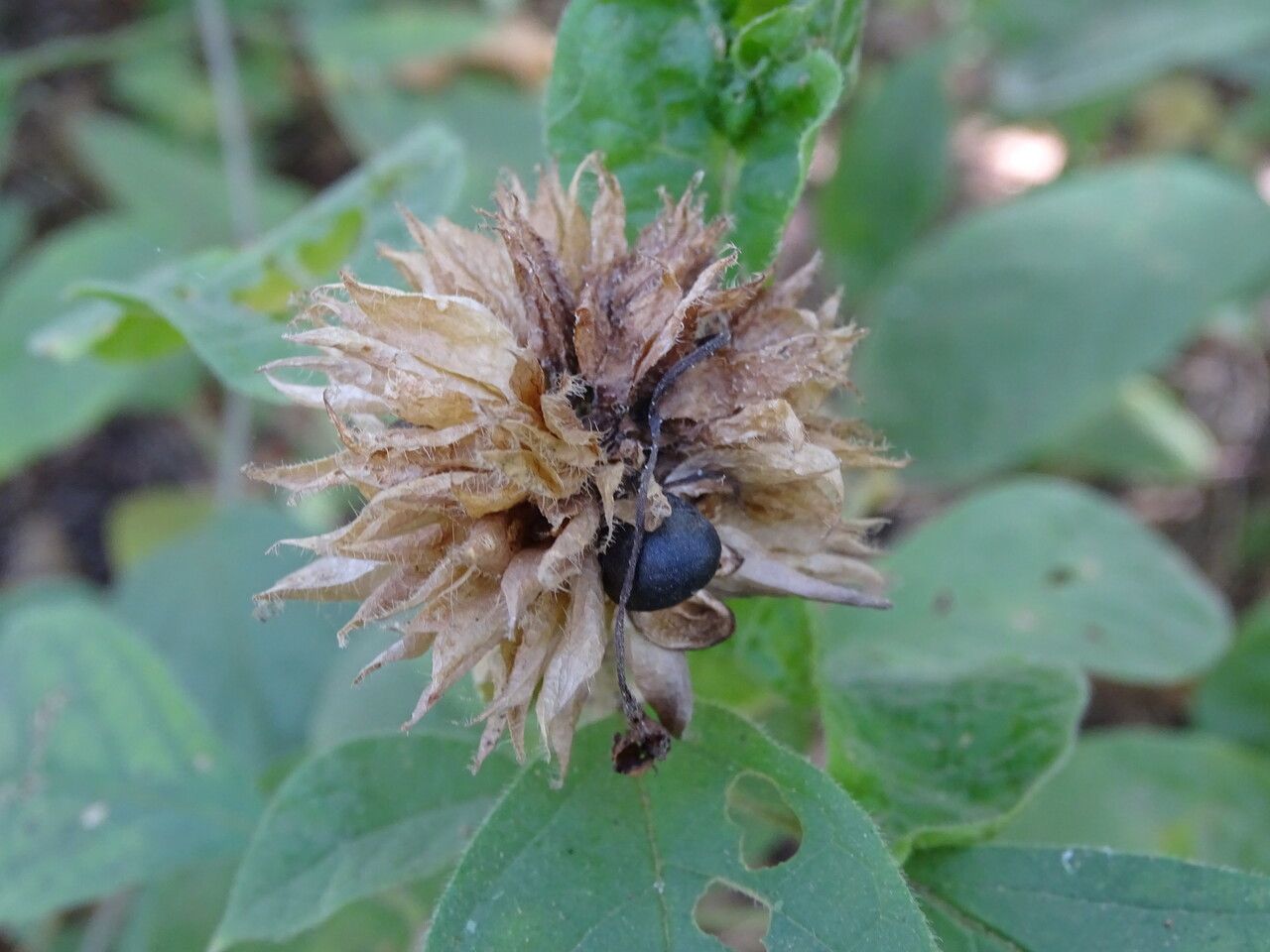 Elephantopus mollis fruit
