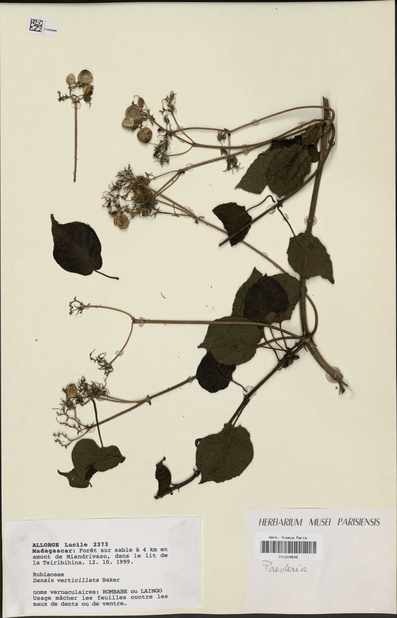 Danais verticillata — houseplant care guide