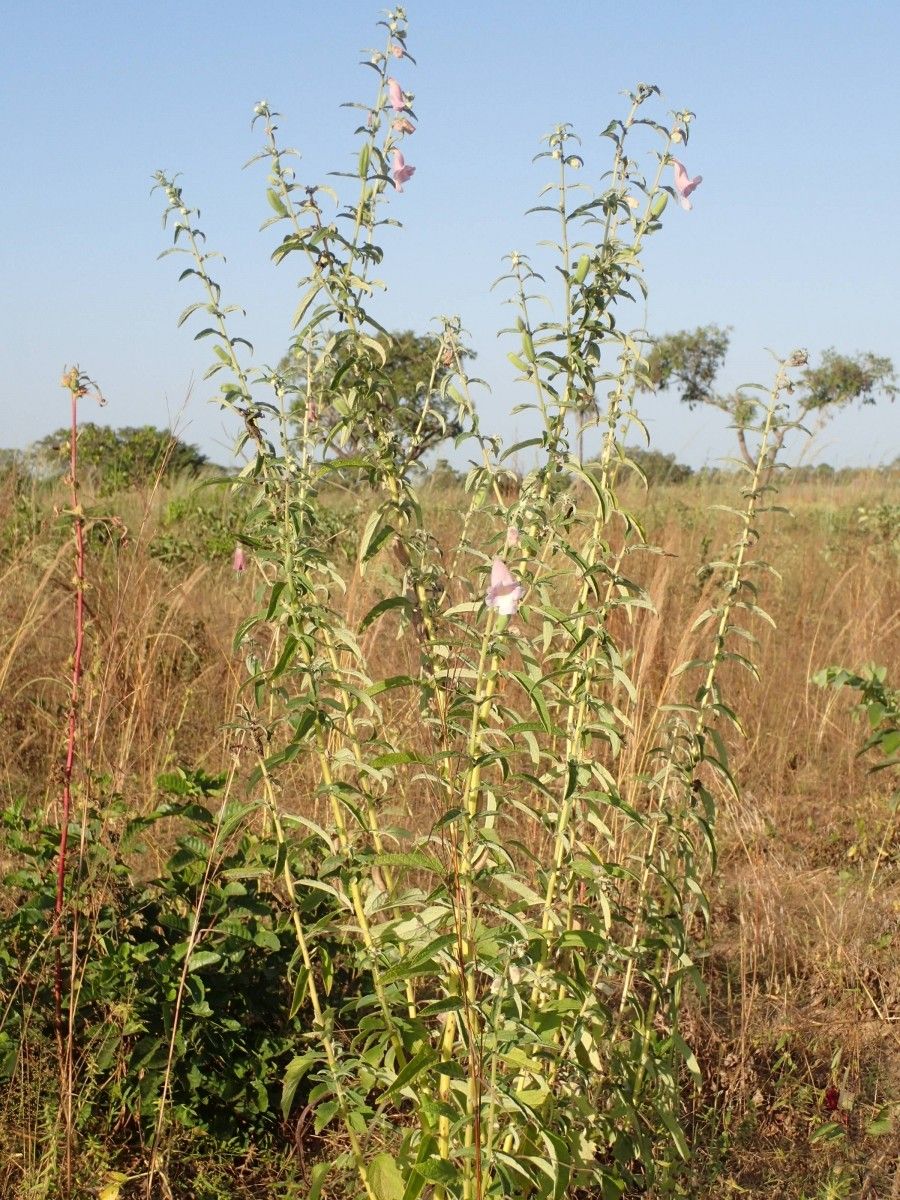 Sesamum radiatum habit