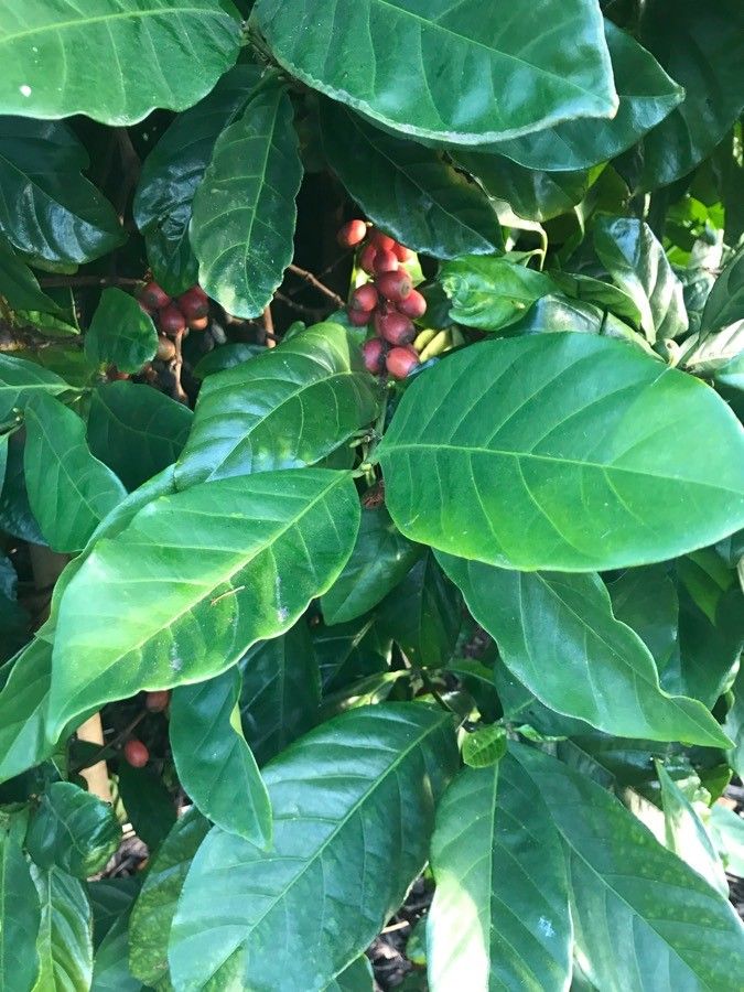 Coffea liberica fruit
