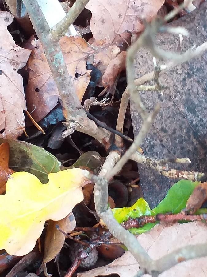Rhododendron anthopogon bark
