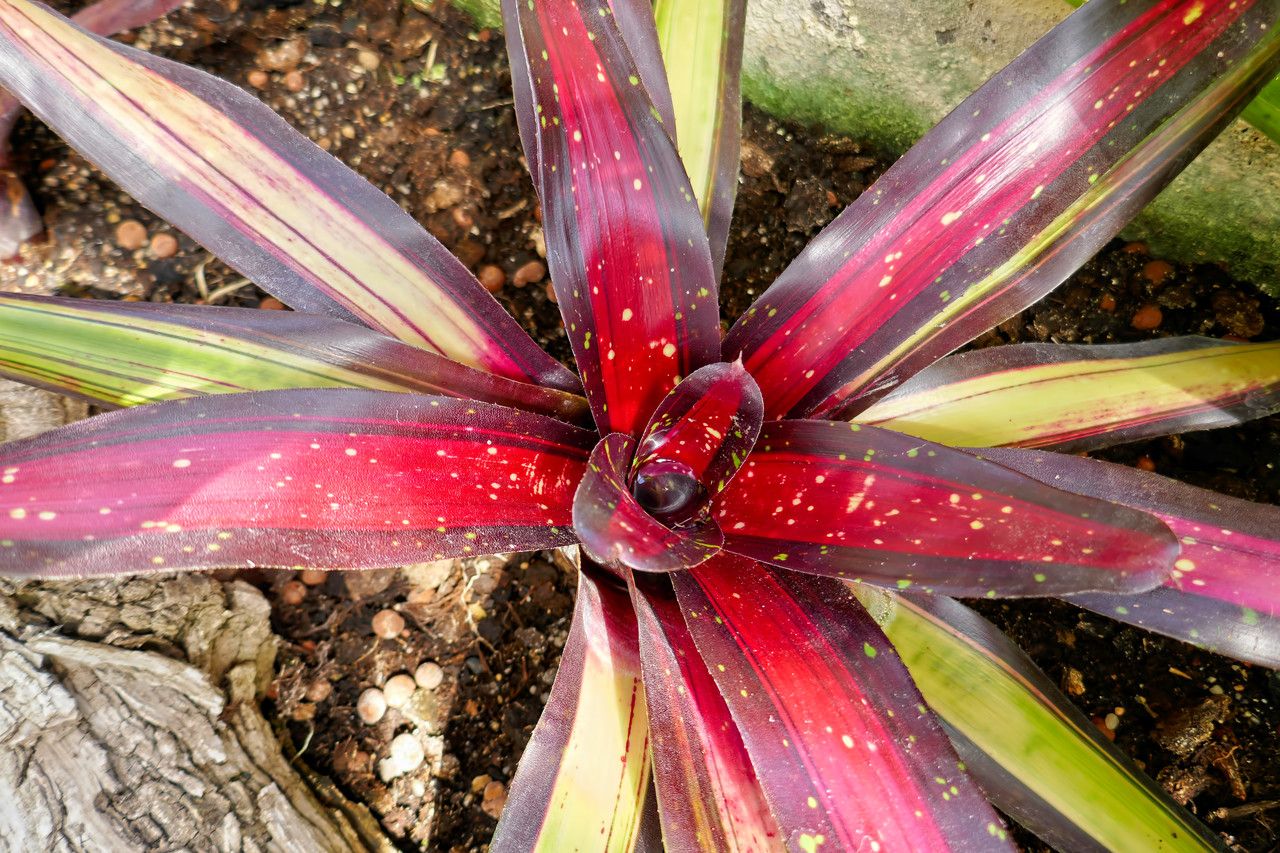 Neoregelia marmorata leaf