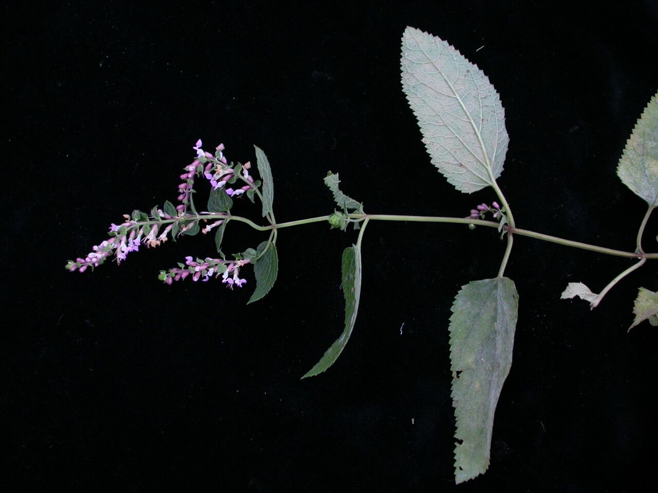 Teucrium quadrifarium habit