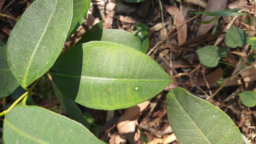 Cryptolepis dubia — houseplant care guide