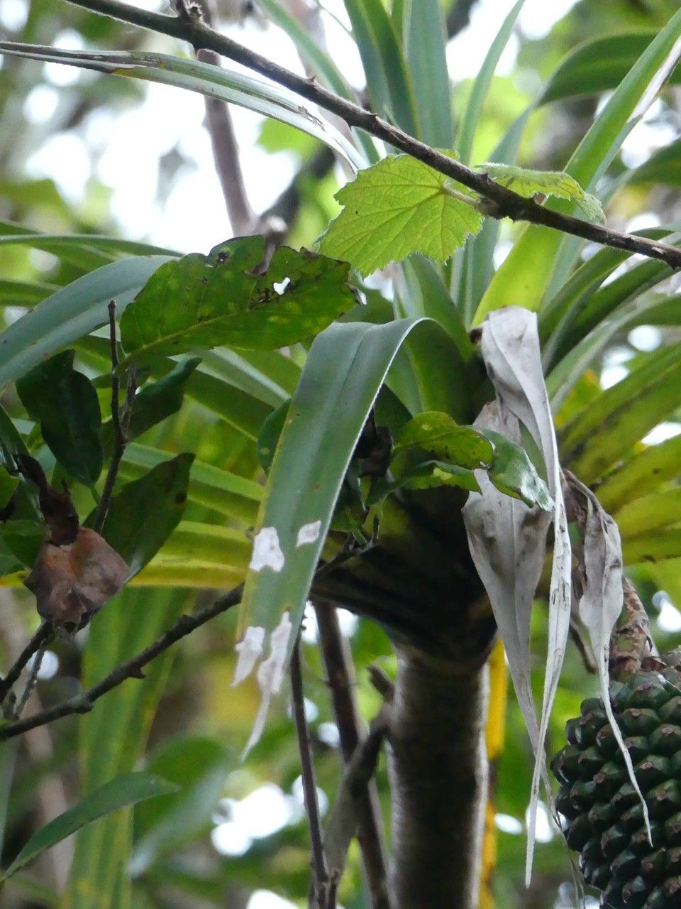 Pandanus montanus — search result for 'Pandanus'
