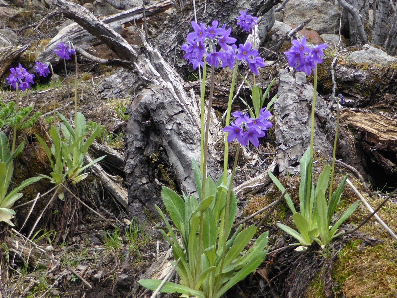 Primula macrophylla flower