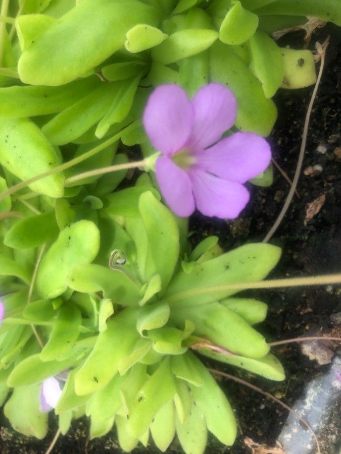Pinguicula longifolia flower