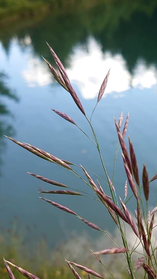 Bromopsis inermis flower