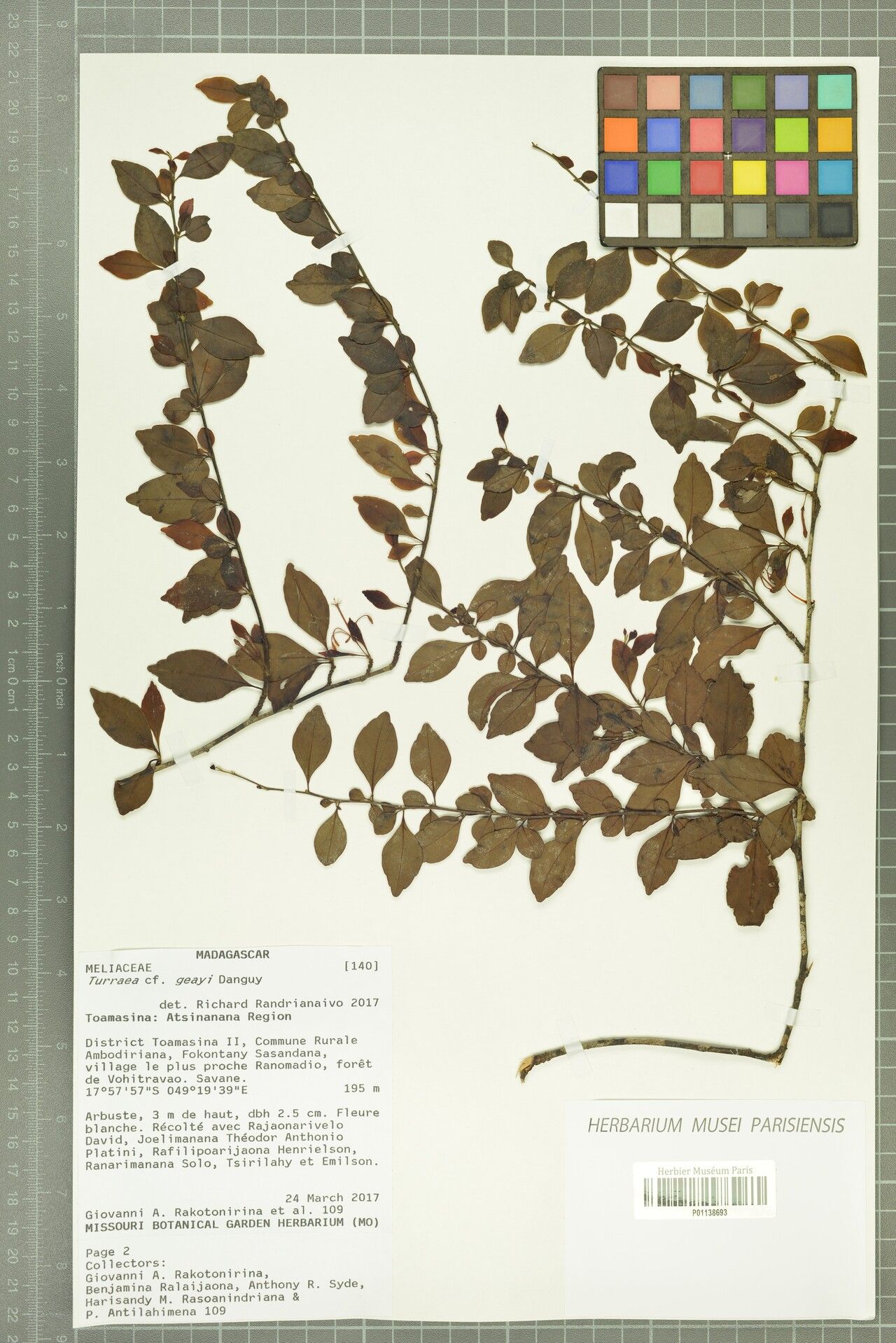 Turraea geayi — houseplant care guide