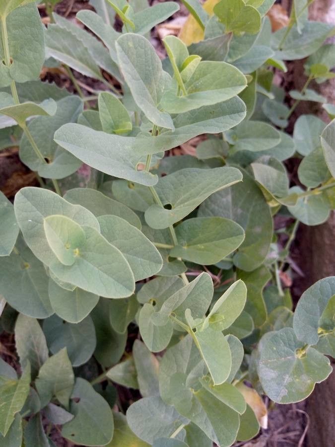 Aristolochia fontanesii leaf
