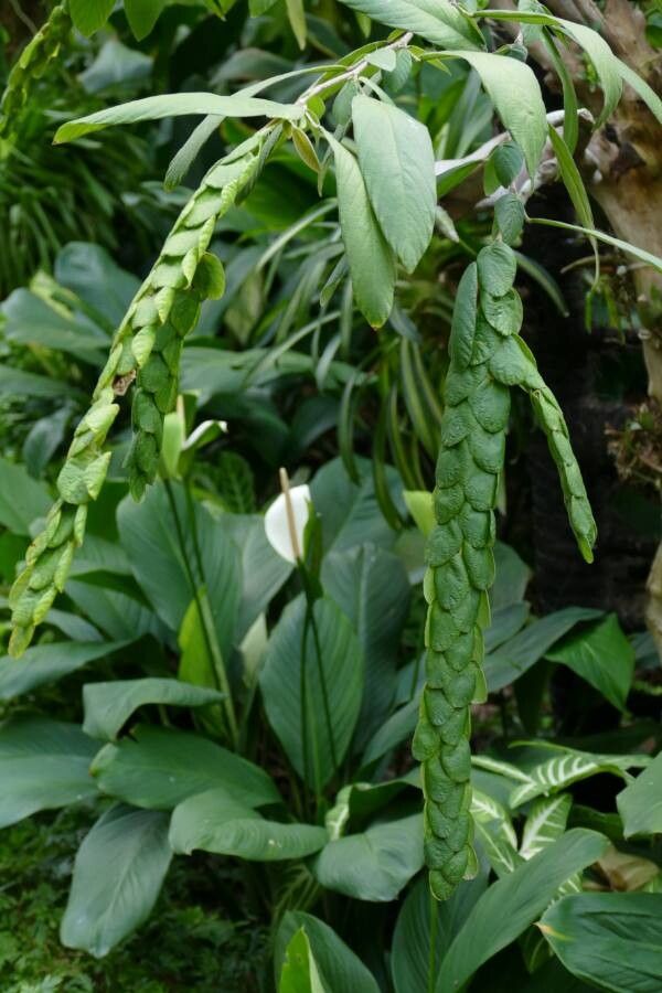 Phyllodium pulchellum leaf