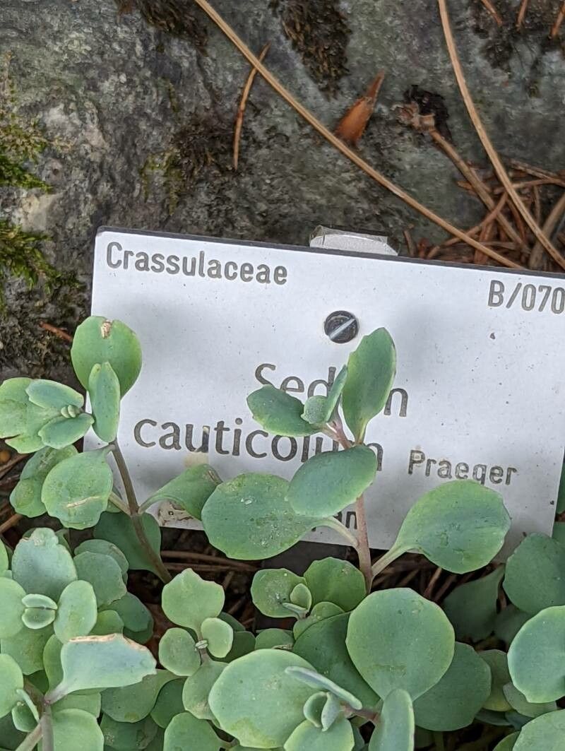 Hylotelephium cauticola leaf