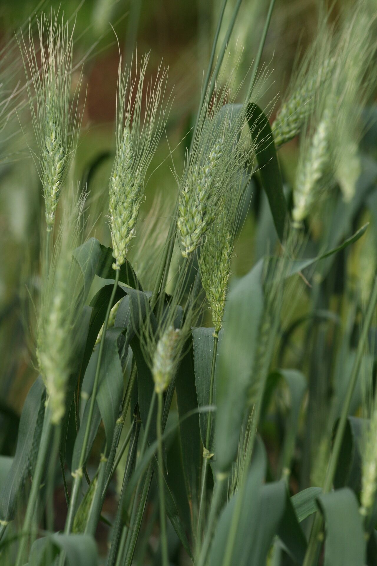 Triticum durum flower