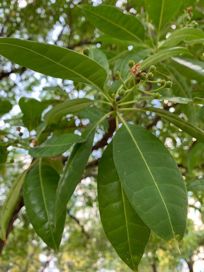 Fagraea fragrans — related species from the same genus