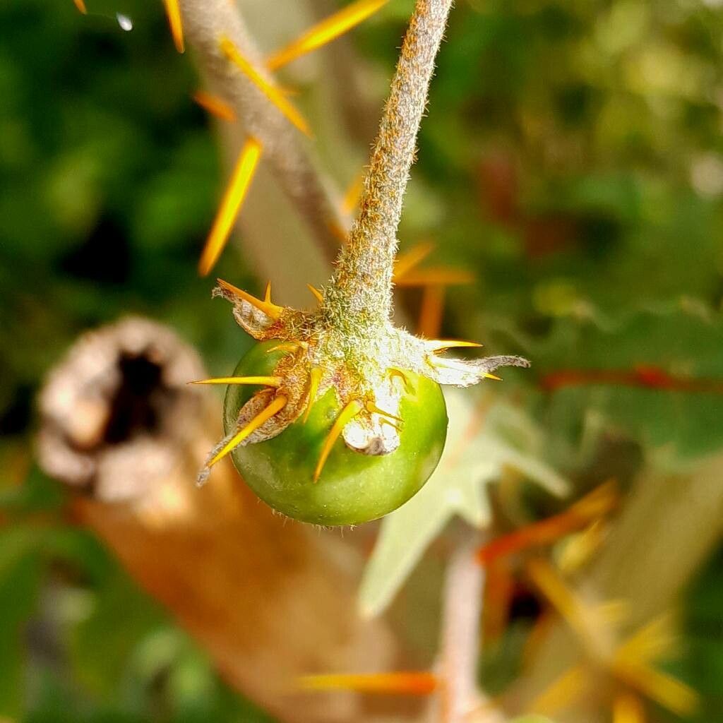 Solanum pyracanthos fruit