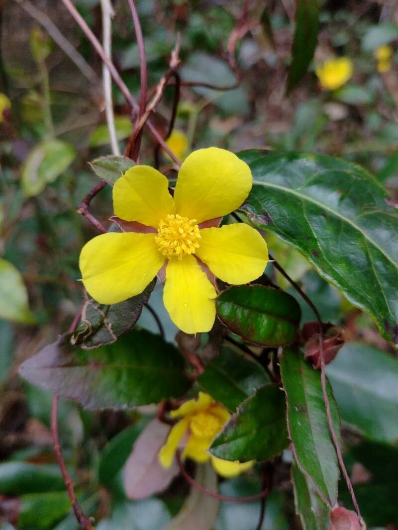 Hibbertia dentata flower