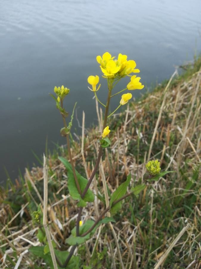 Brassica procumbens flower