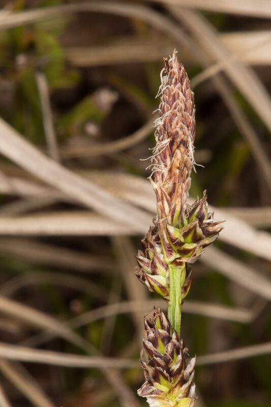 Carex ericetorum fruit