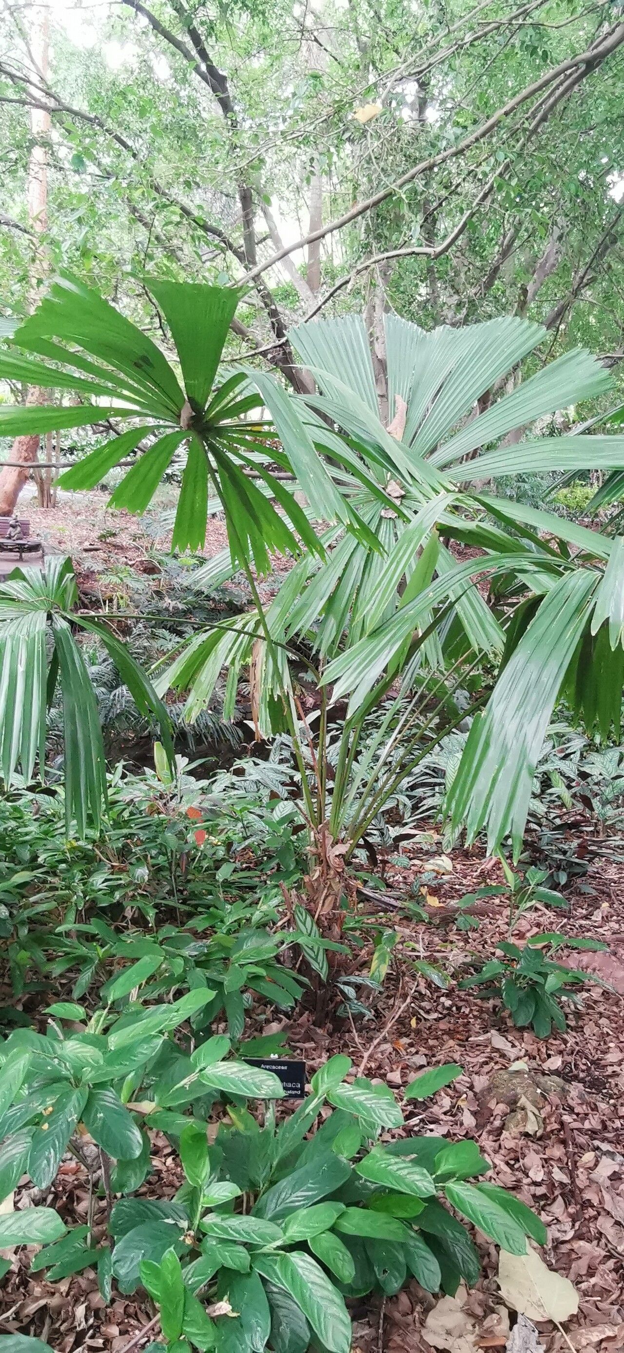 Licuala paludosa habit