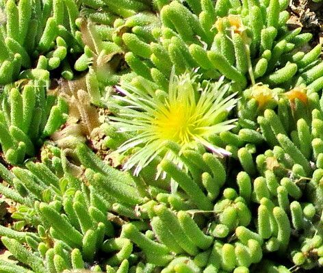 Mesembryanthemum resurgens flower