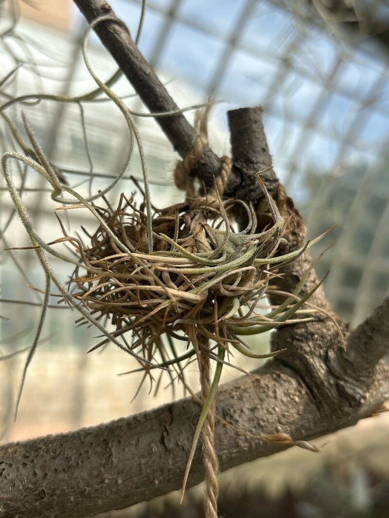 Tillandsia bandensis leaf