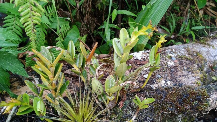 Epidendrum rigidum habit