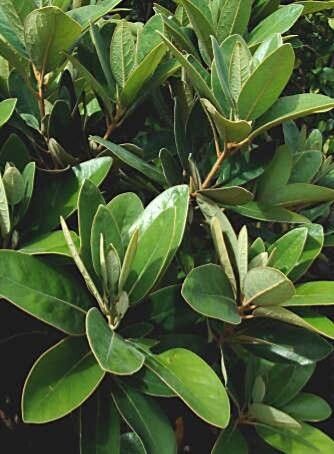 Litsea ferruginea leaf