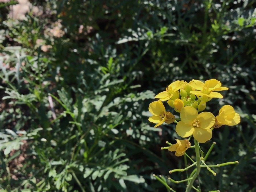 Zephyranthes purpurea flower