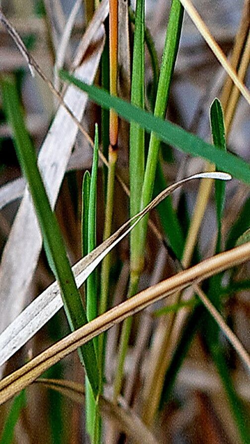 Eustachys petraea — clay tolerant houseplant