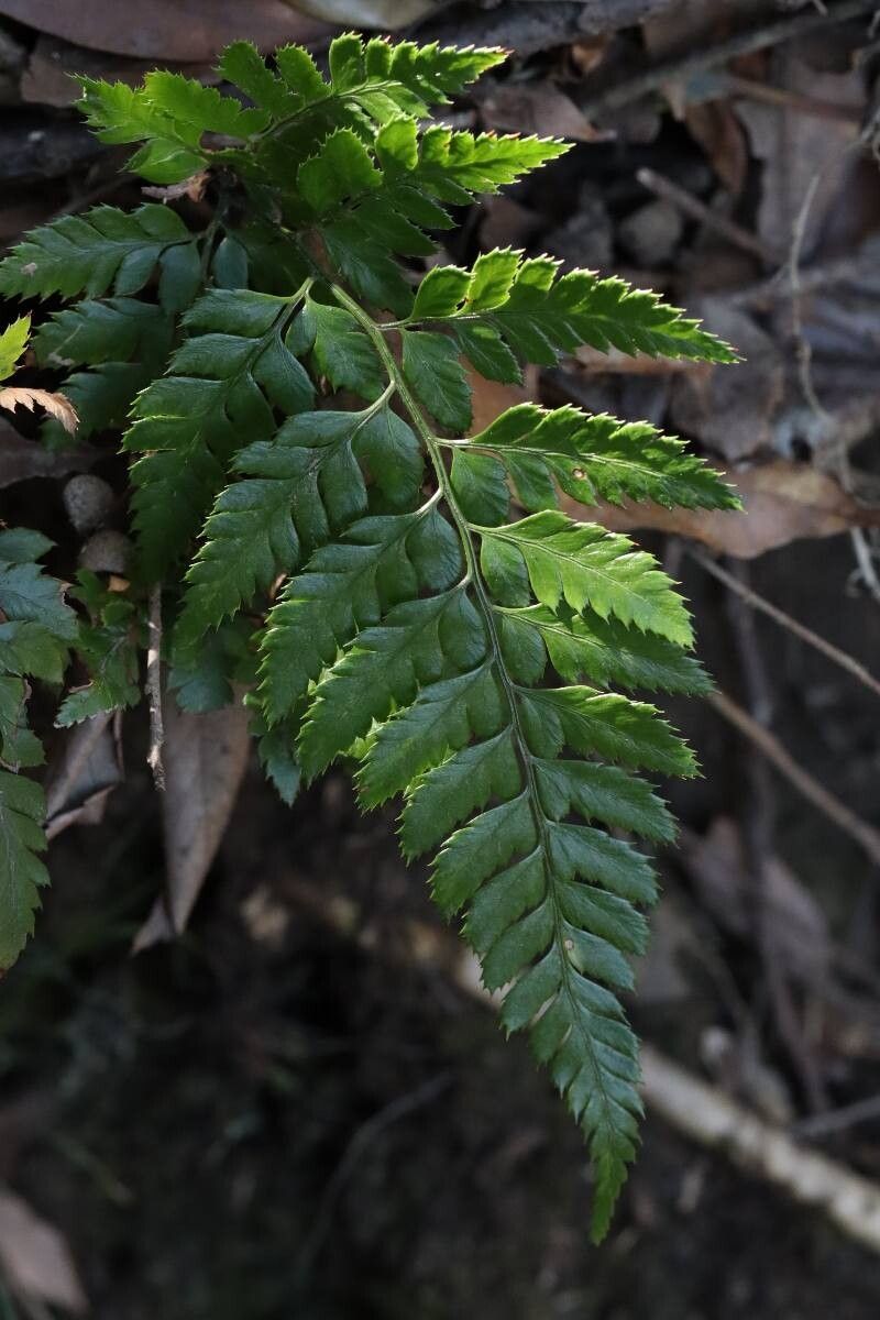 Arachniodes cornu-cervi — related species from the same genus