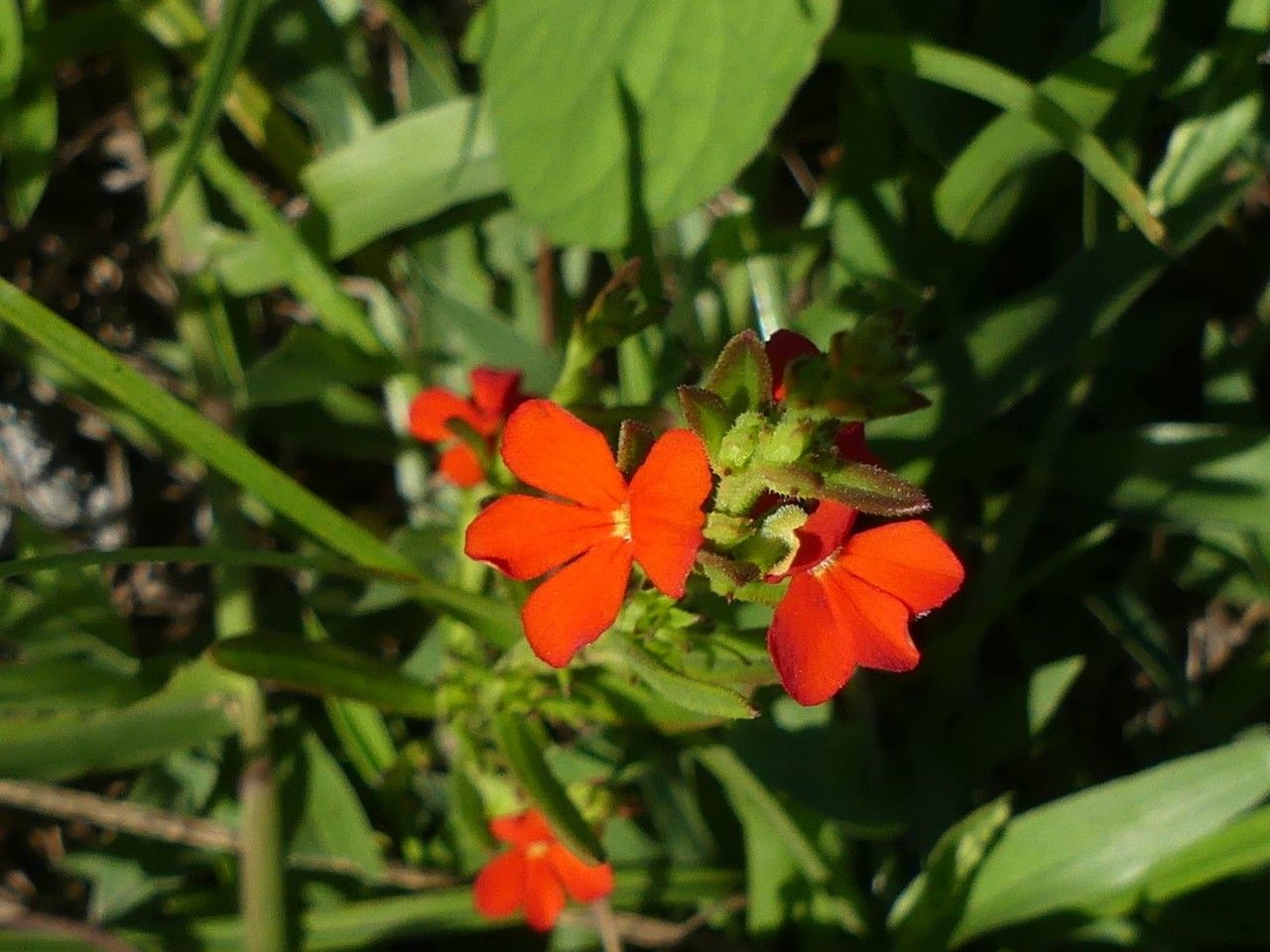 Striga asiatica flower