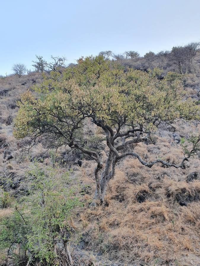 Philenoptera eriocalyx leaf
