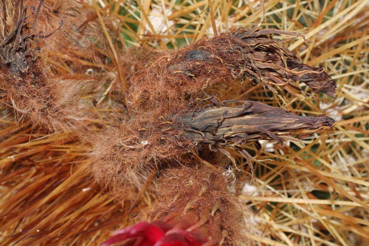 Echinopsis tarijensis fruit