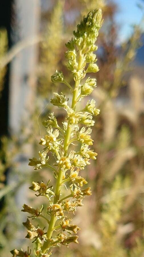 Reseda lutea flower